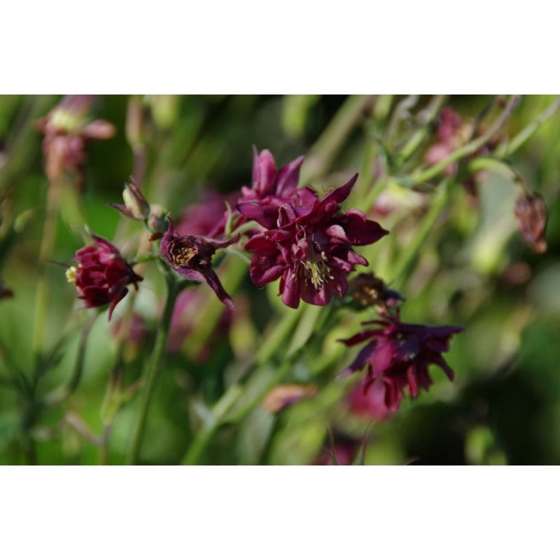 Aquilegia Ruby Port - 6 stuks