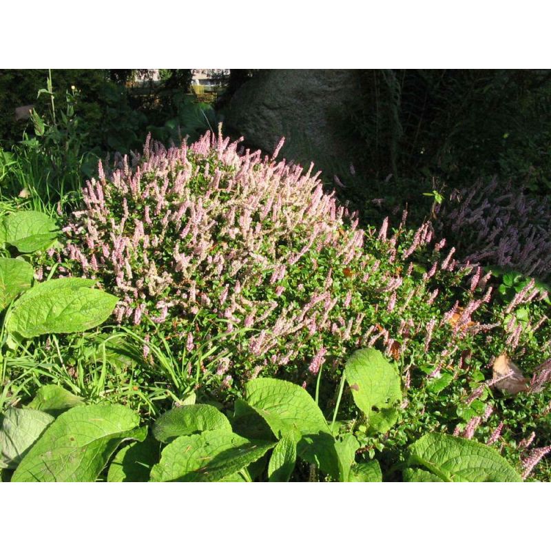 Persicaria vacciniifolia - 6 stuks