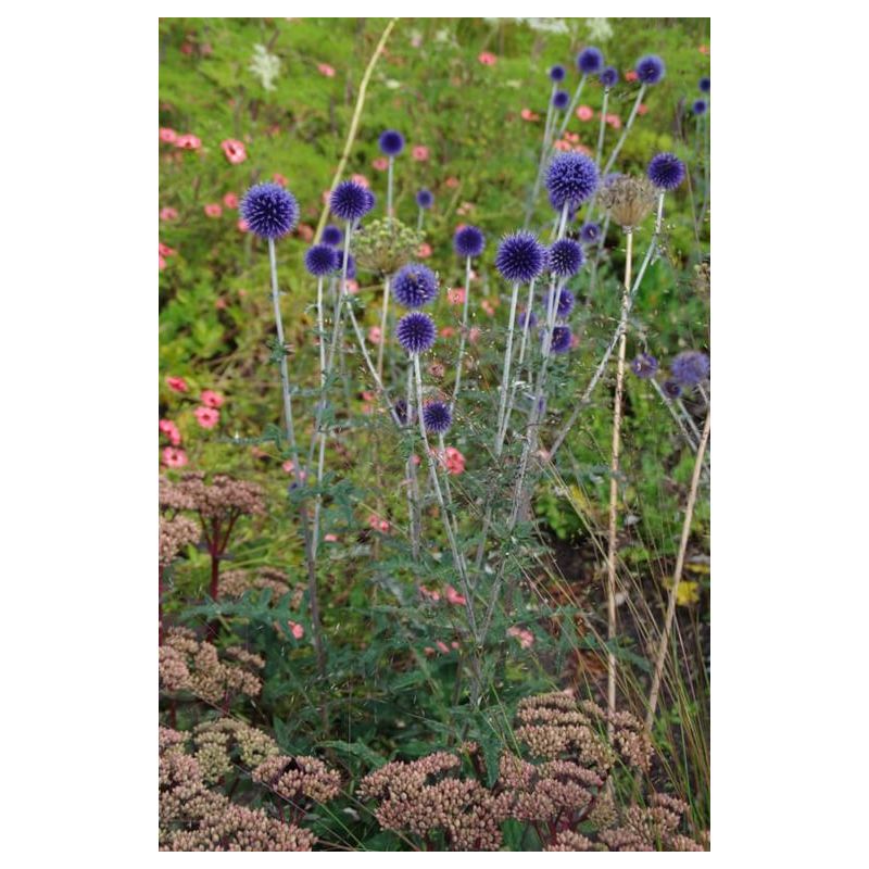 Echinops Veitch's Blue - 6 stuks