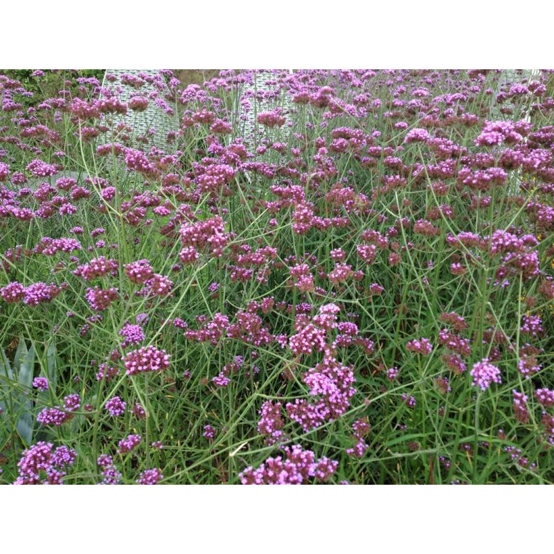 Verbena bonariensis - 6 stuks