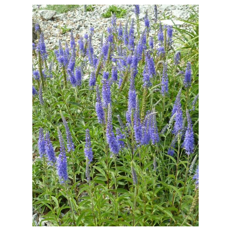 Veronica spicata - 6 stuks