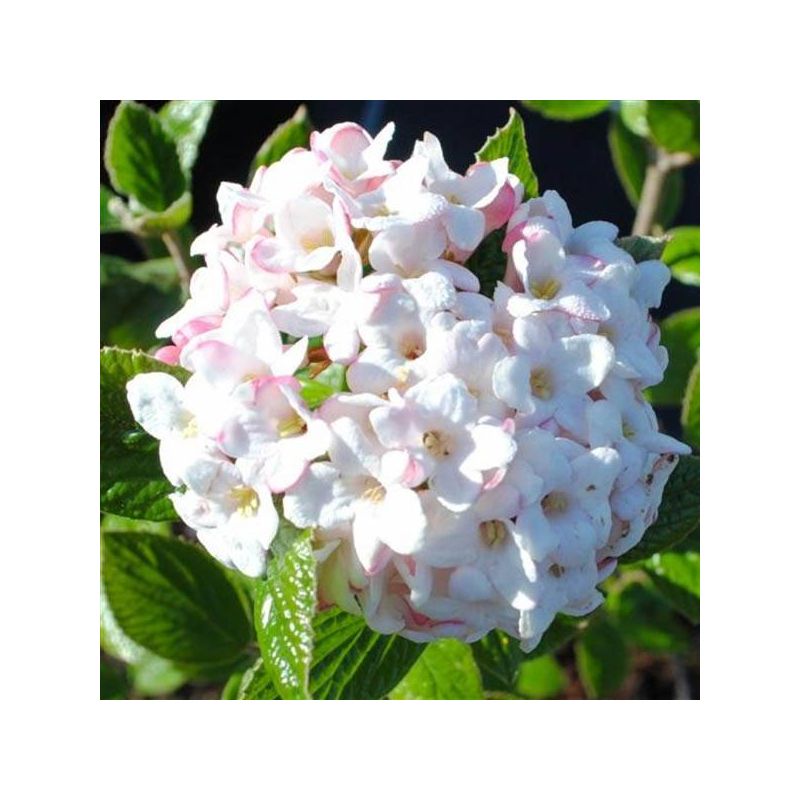 Viburnum Anne Russel