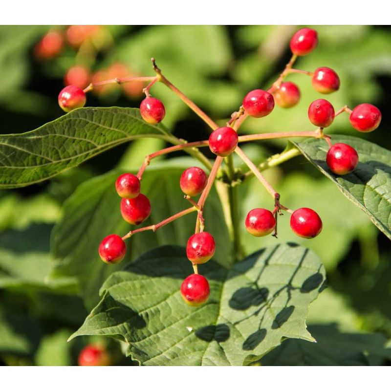 Viburnum Eskimo op stam