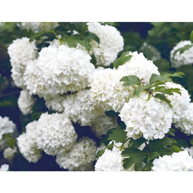 Viburnum Eskimo op stam