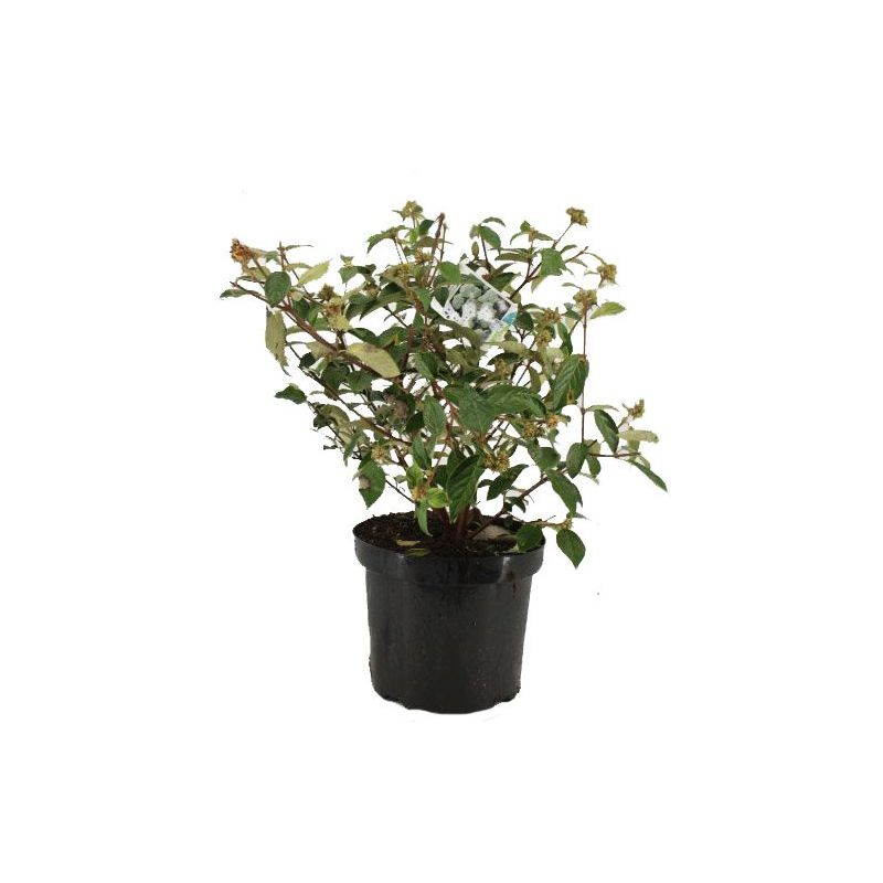 Viburnum Eskimo