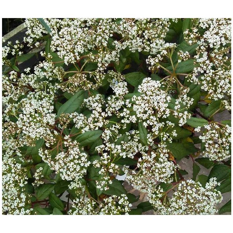 Viburnum Jermyns Globe