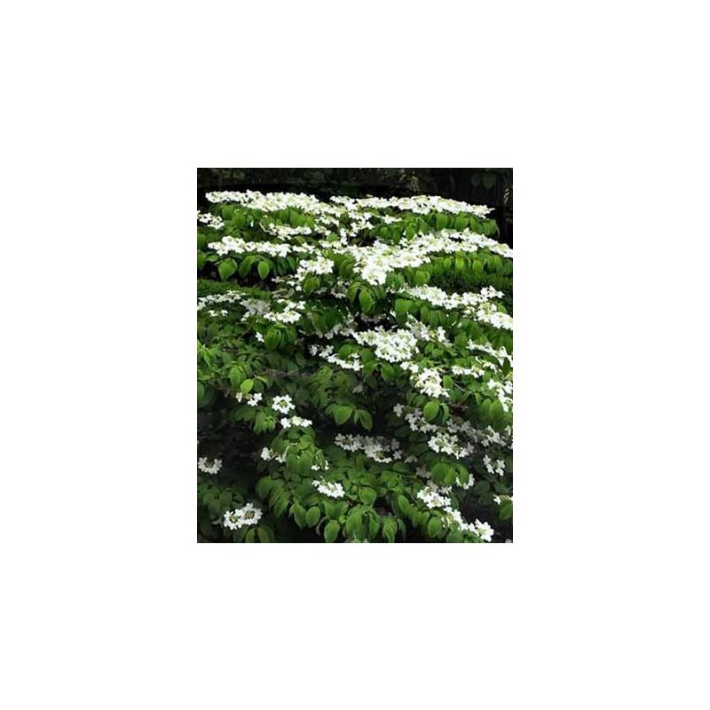 Viburnum Mariesii