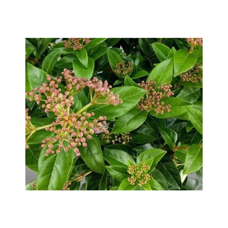 Viburnum Eve Price