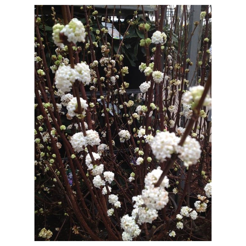 Viburnum Candidissimum