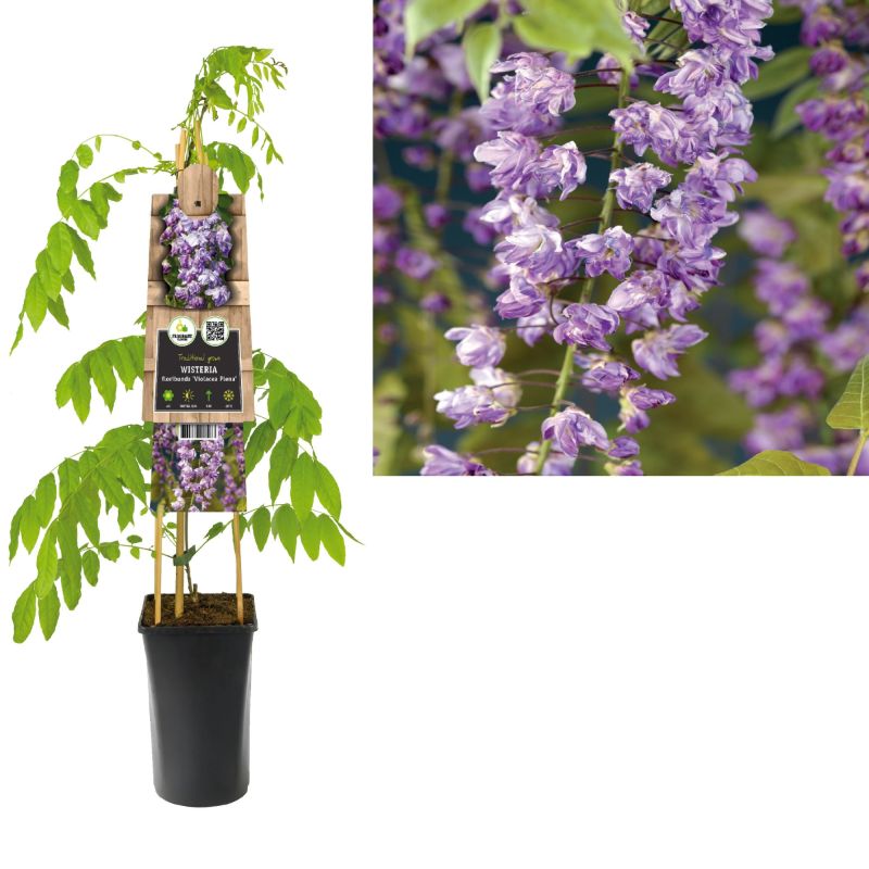 Wisteria Violacea Plena