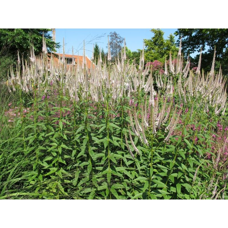 Veronicastrum Roseum - 6 stuks