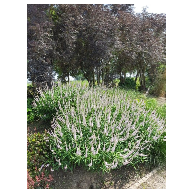 Veronicastrum virginicum - 6 stuks