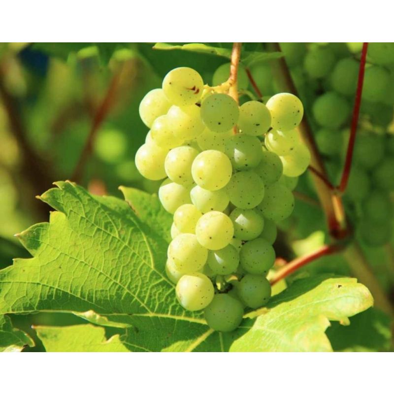 Vitis Riesling