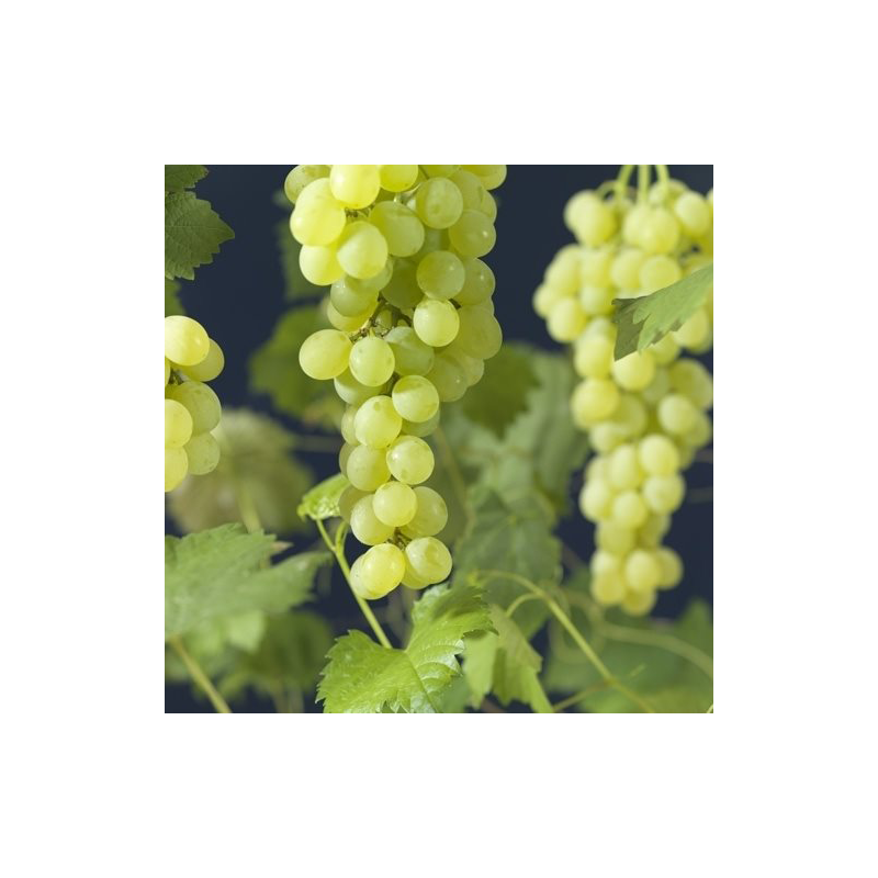 Vitis Himrod