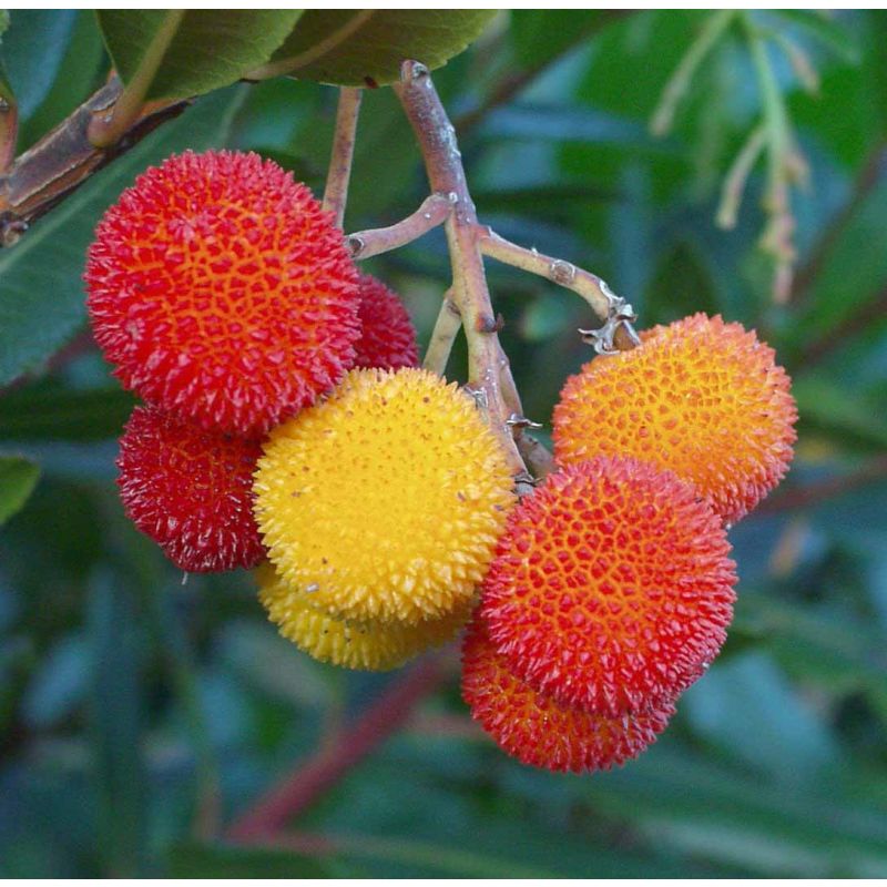 Arbutus unedo - meerstammig