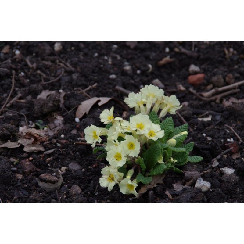 Primula vulgaris - 6 stuks