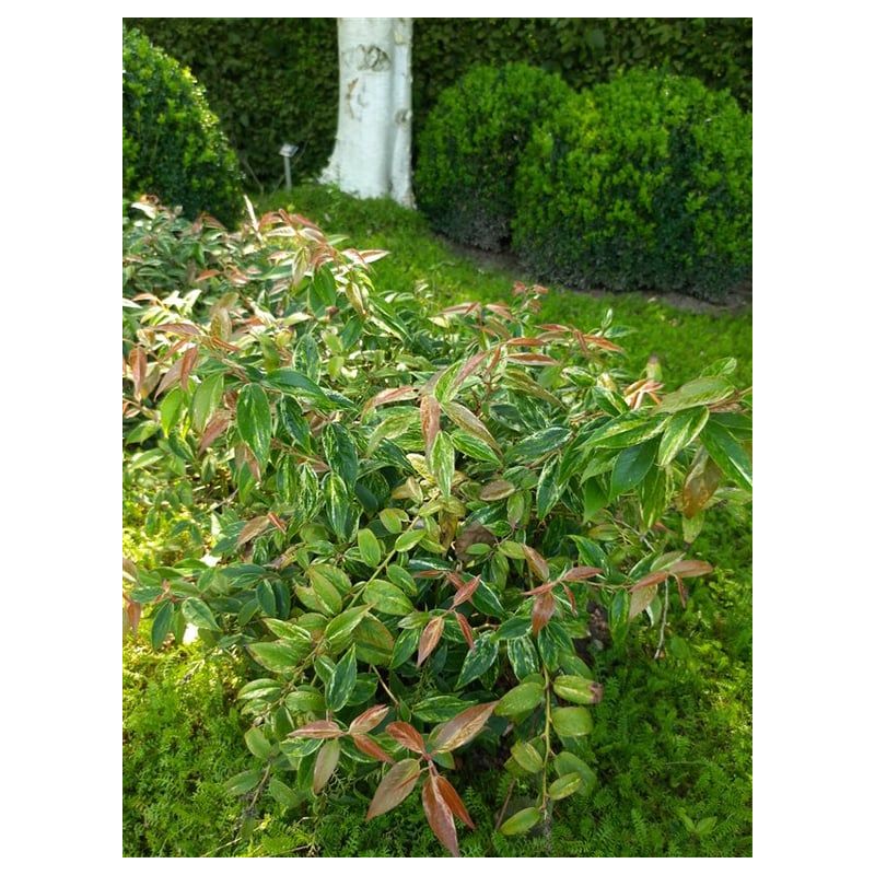 Leucothoe Rainbow