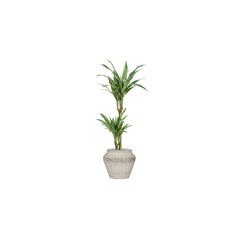 Dracaena Deremensis Warneckei 2-stam