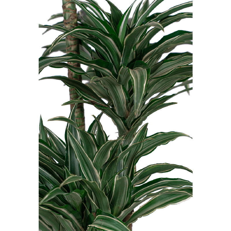 Dracaena Warneckei in watergevende Classico antraciet