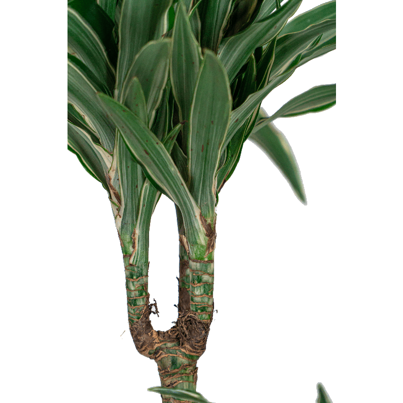 Dracaena Warneckei in Baq Polystone Coated Balloon Rock