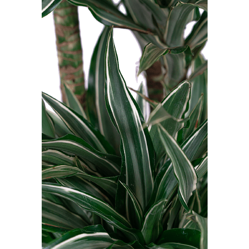 Dracaena Warneckei in watergevende Classico antraciet