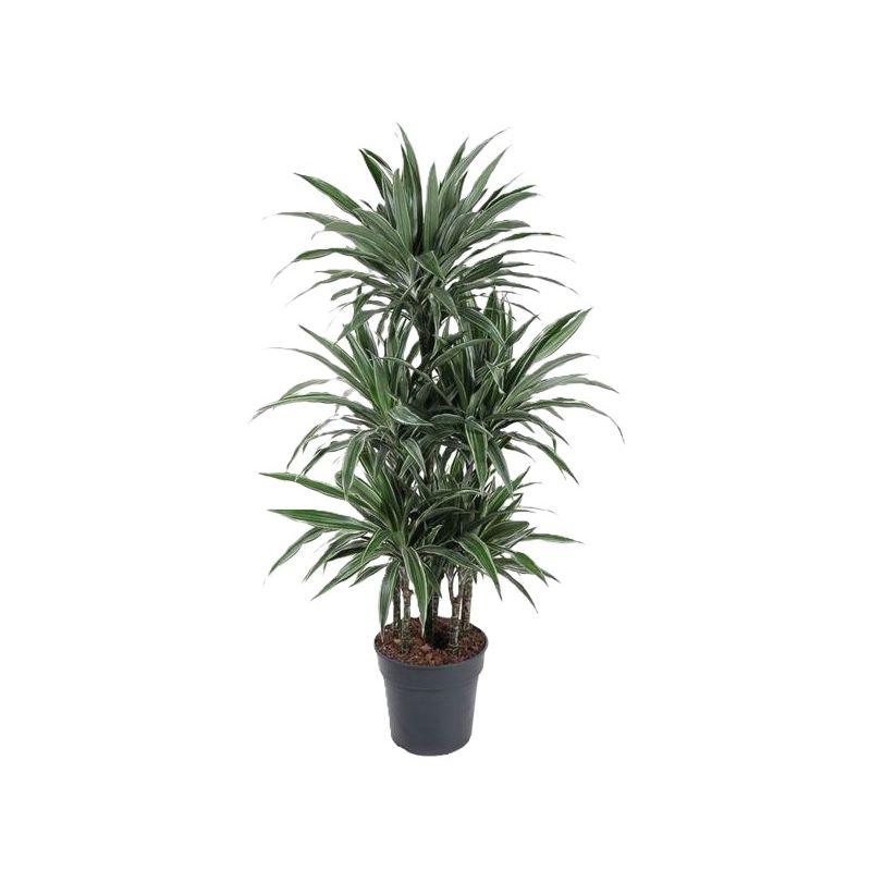 Dracaena Deremensis Warneckei carrousel