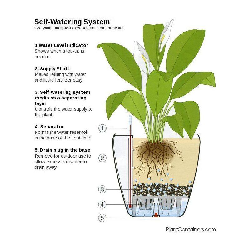 Dieffenbachia Maroba in watergevende Quadro rood