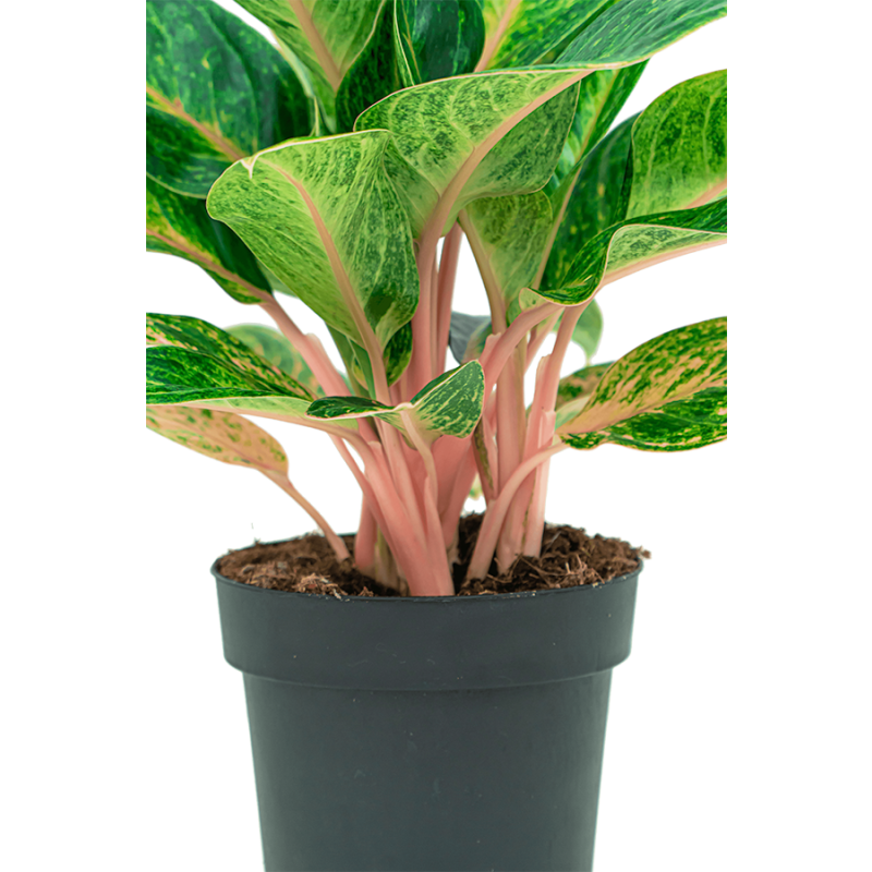 Aglaonema Coco Melon