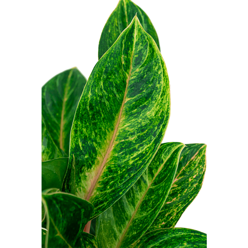 Aglaonema Coco Melon