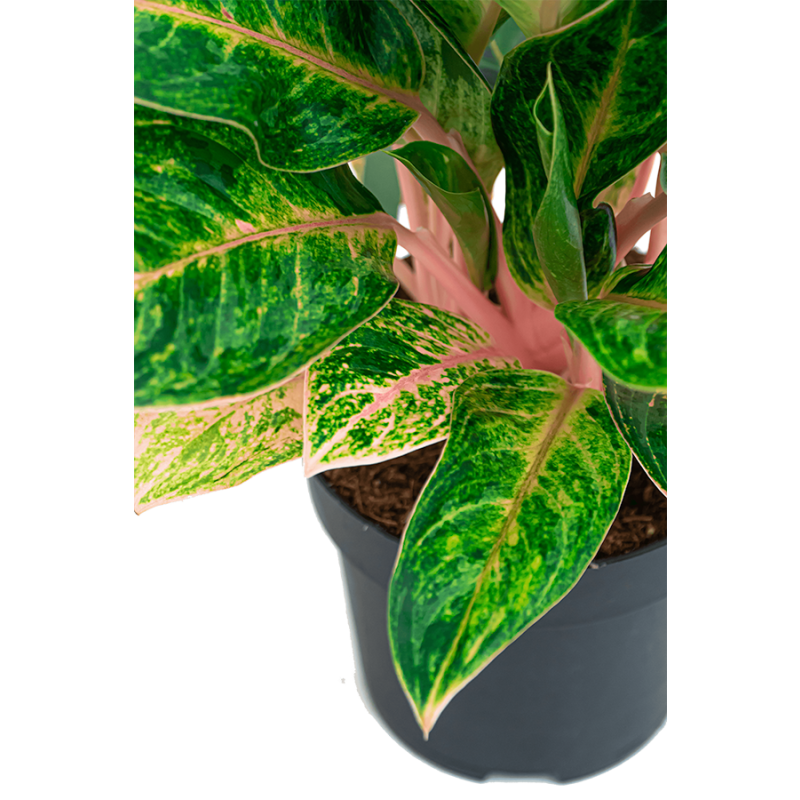 Aglaonema Coco Melon