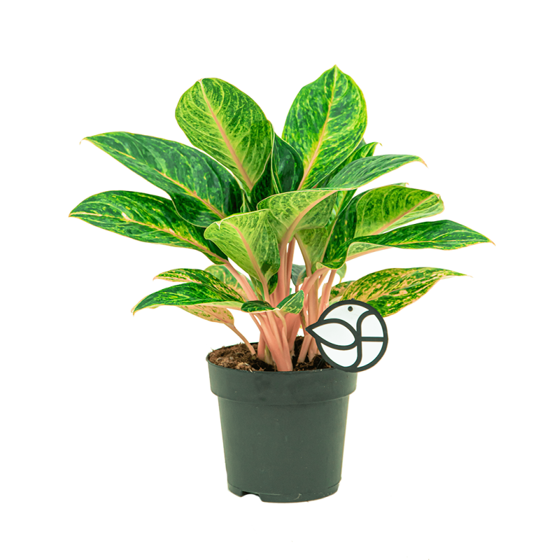 Aglaonema Coco Melon