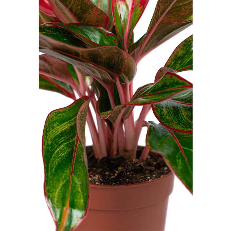 Aglaonema Jungle Red