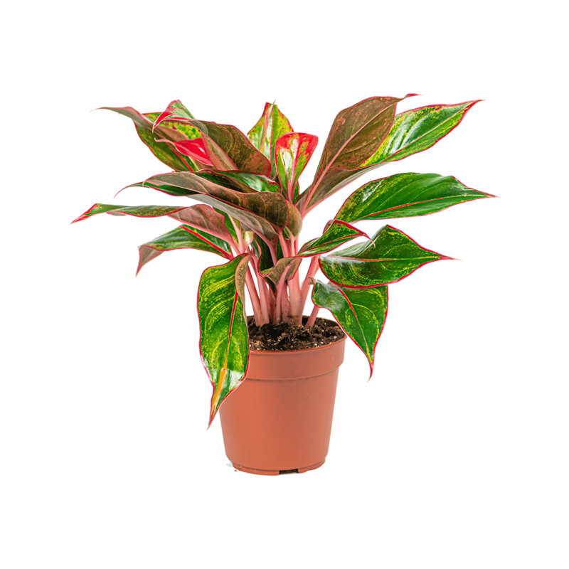 Aglaonema Jungle Red