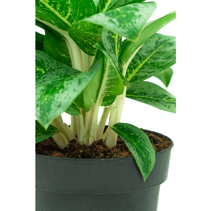 Aglaonema Lemon Mint