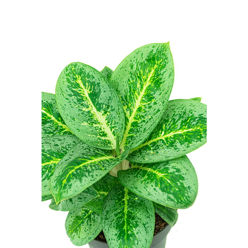 Aglaonema Lemon Mint