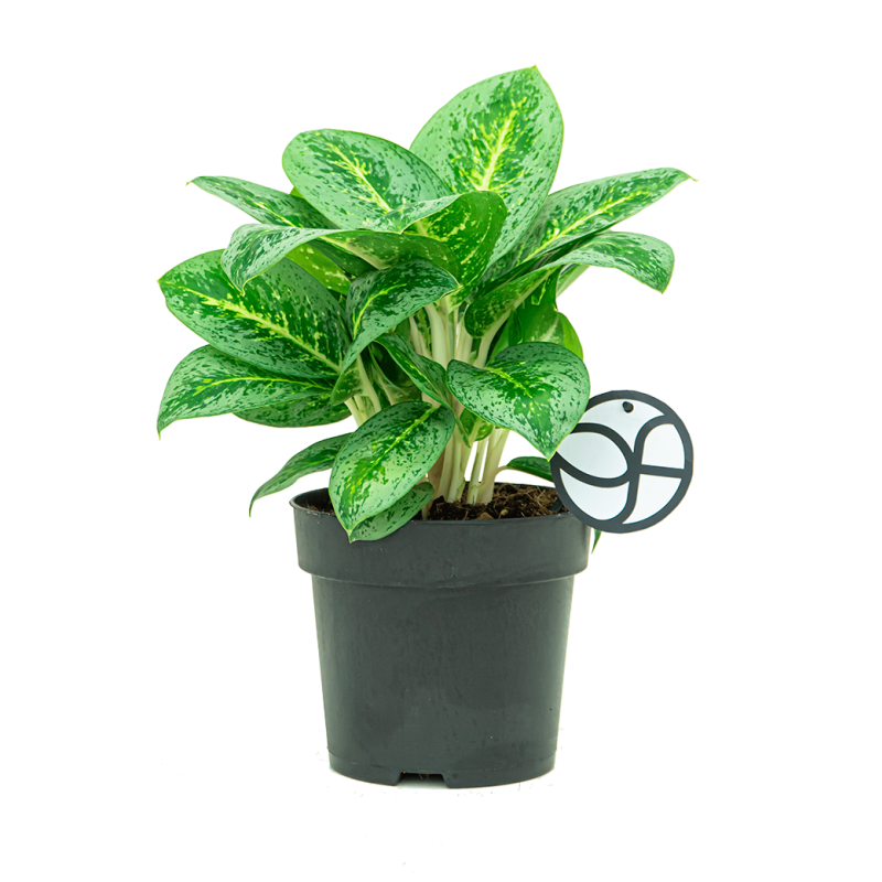 Aglaonema Lemon Mint