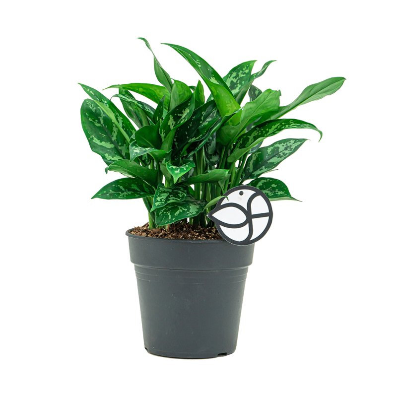 Aglaonema Maria