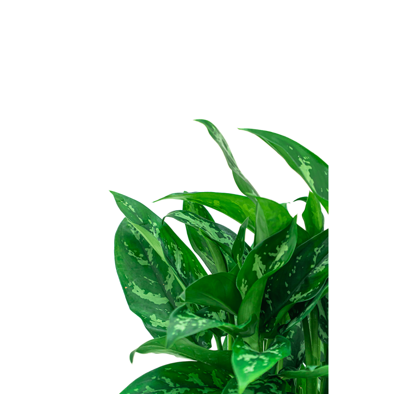 Aglaonema Maria in watergevende Classico taupe