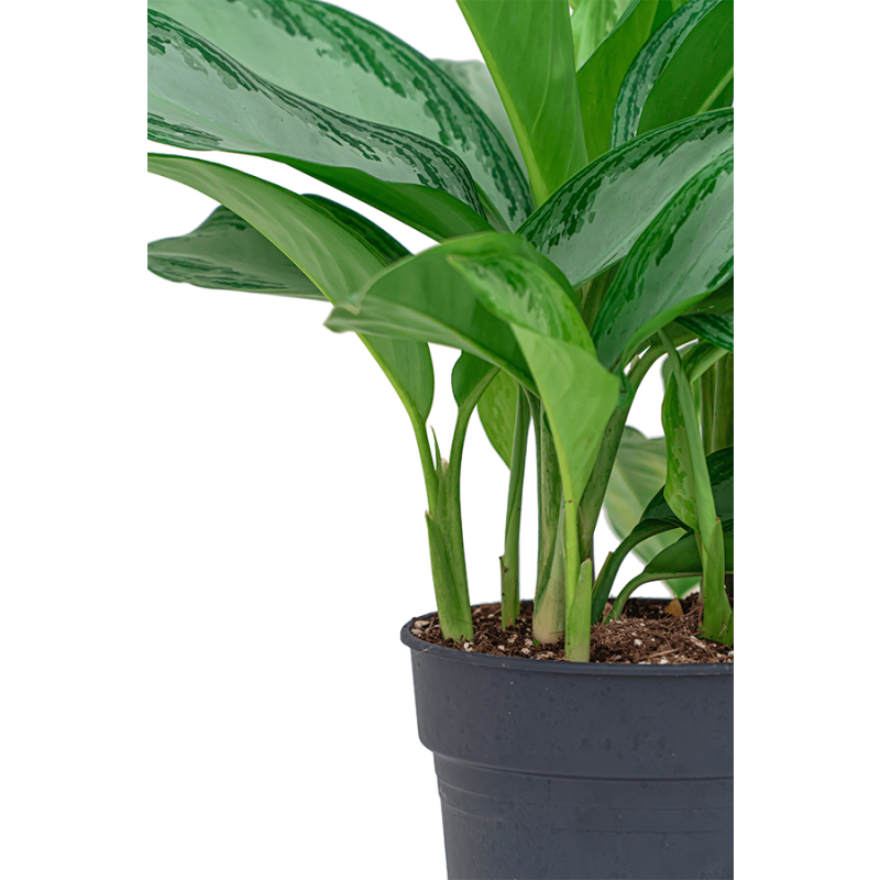 Aglaonema Silver Bay in Runner rond zwart