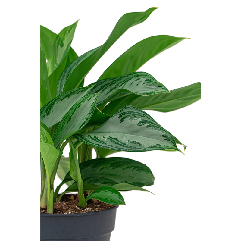 Aglaonema Silver Bay in Runner rond zwart