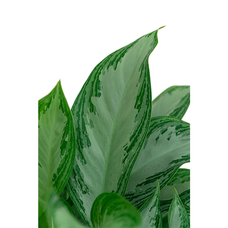 Aglaonema Silver Bay