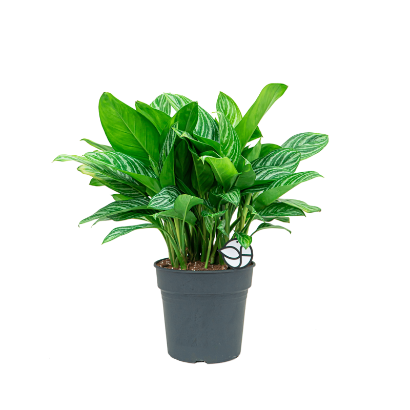 Aglaonema Stripes