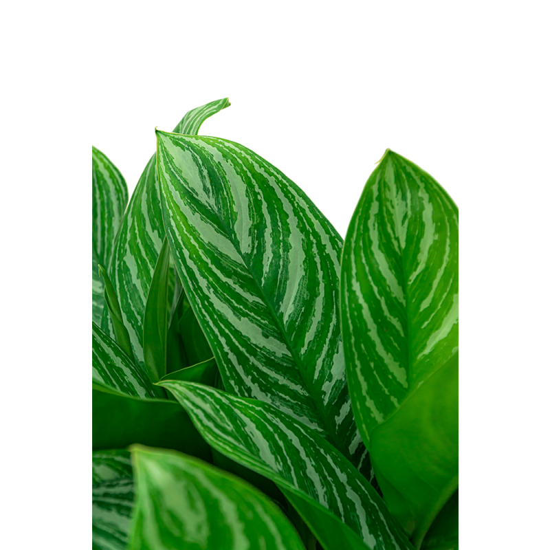 Aglaonema Stripes in Urban Smooth Egg Planter grijs