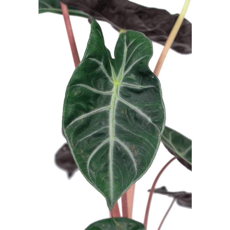 Alocasia Pink Dragon