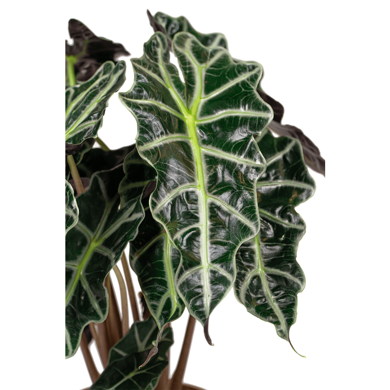 Alocasia Polly