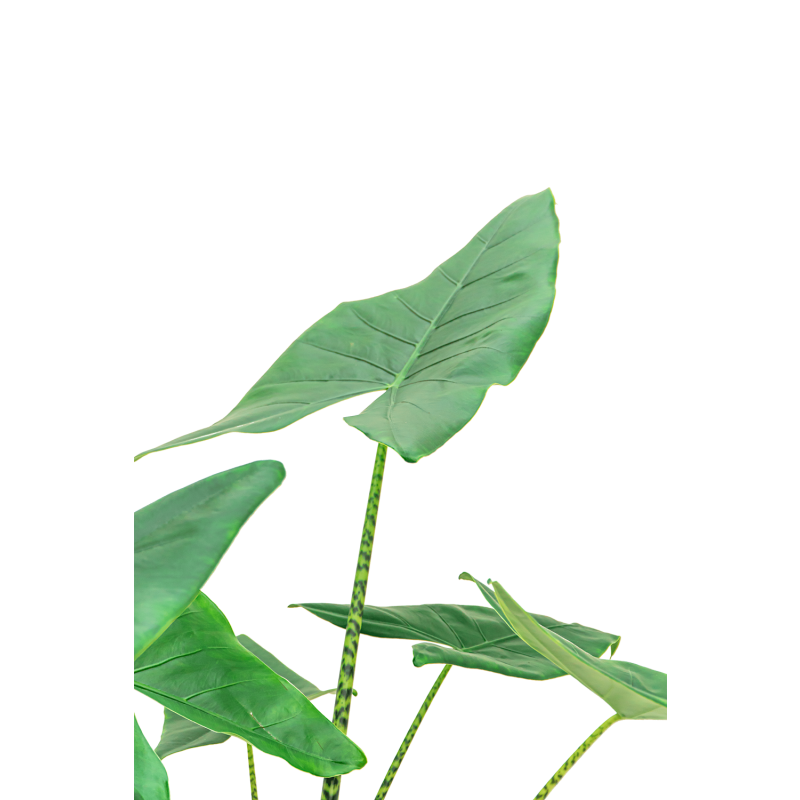 Alocasia Zebrina