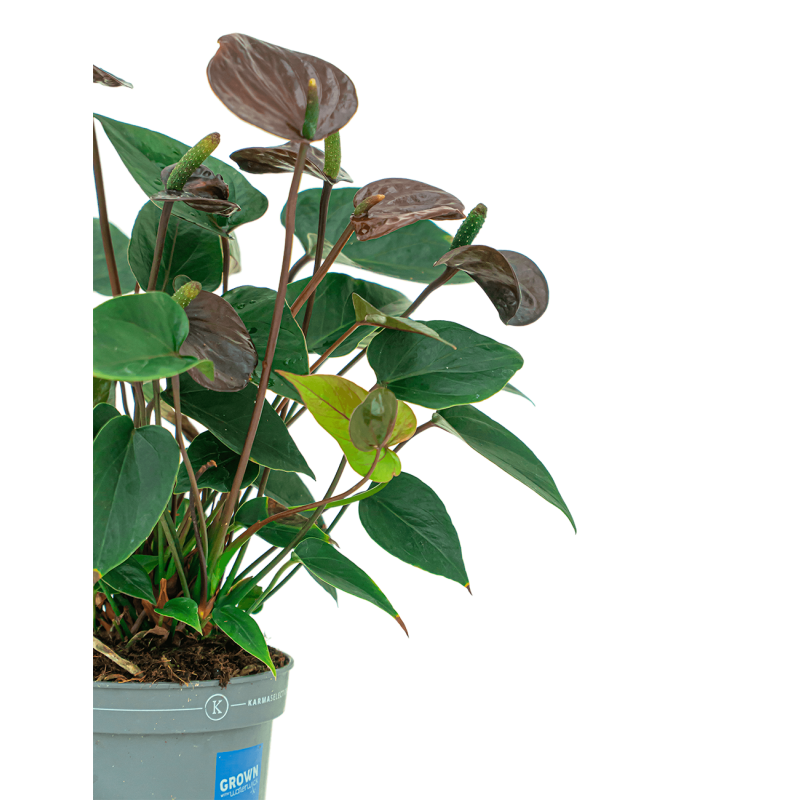 Anthurium zwart