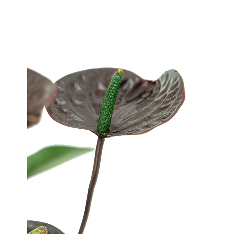 Anthurium zwart