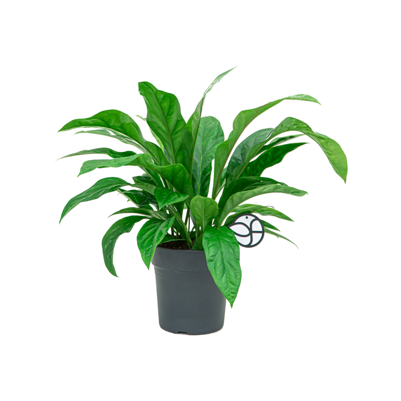 Anthurium Jungle Bush 