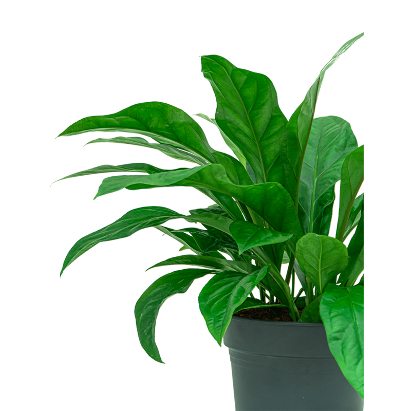 Anthurium Jungle Bush 